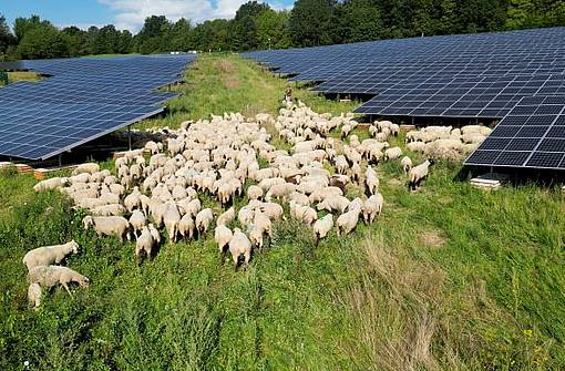 Steuler Photovoltaik Schafe