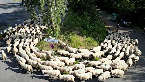 Steuler Photovoltaik Schafe